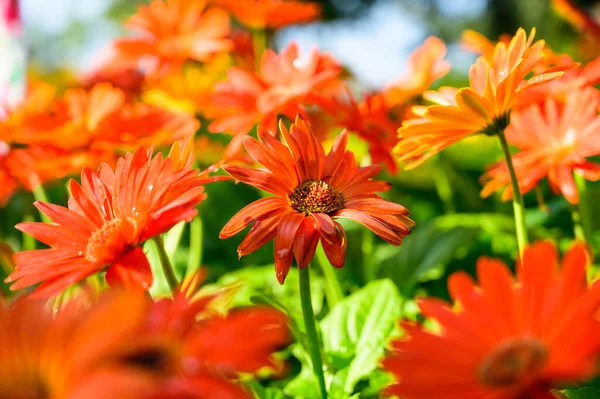 Πορτοκαλί Ζέρμπερα Λουλούδια Στον Κήπο Chiang Mai Province — Φωτογραφία Αρχείου
