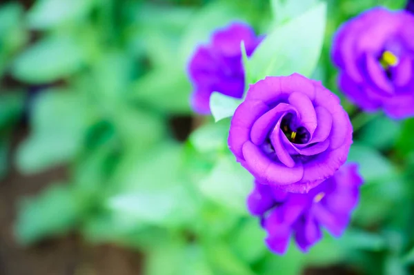 Purple Lisianthus Flowers Garden Copy Space Thailand — Fotografia de Stock