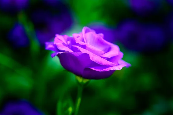 Фиолетовый Цветок Лисиантуса Саду Фестивале Цветов Чианге Таиланд — стоковое фото