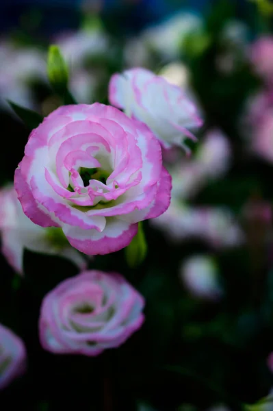 White Light Pink Lisianthus Flowers Garden Copy Space — стокове фото