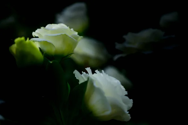 Λευκά Λουλούδια Lisianthus Στον Κήπο Copy Space Chiang Mai Province — Φωτογραφία Αρχείου