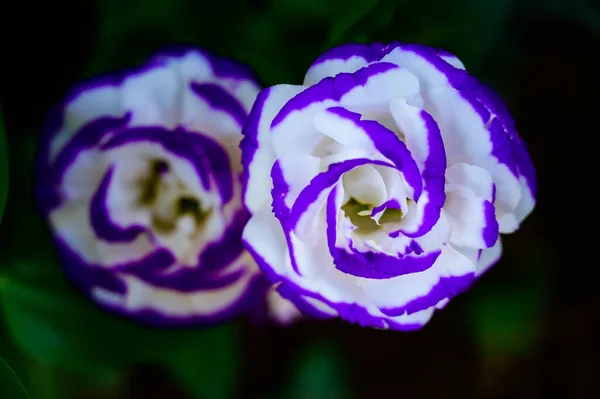 White Purple Lisianthus Flowers Garden Copy Space Chiang Mai Province — Zdjęcie stockowe
