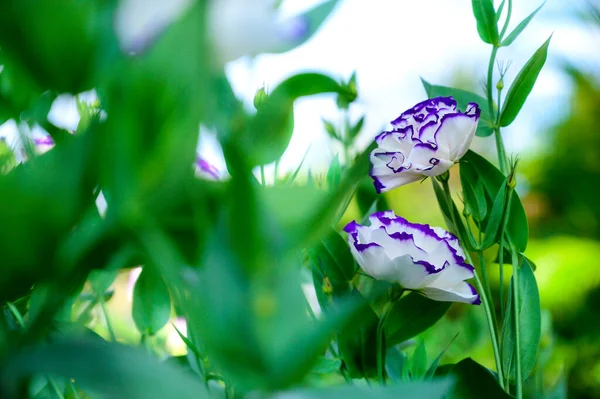 チェンマイ県コピースペースの庭の白と紫のリシャントスの花 — ストック写真