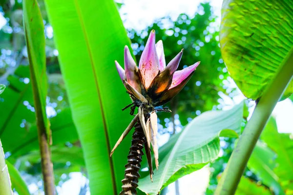Λουλούδια Μπανάνας Στο Δέντρο Στον Κήπο Της Βόρειας Ταϊλάνδης — Φωτογραφία Αρχείου