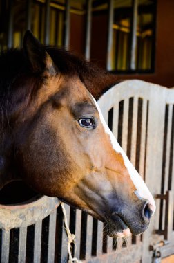 Kahverengi saat başı, Tayland..