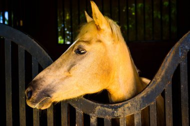 Kahverengi saat başı, Tayland..