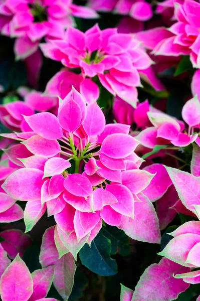 Close Pink Christmas Stars Pink Poinsettia Flowers Euphorbia Pulcherrima — Stock Photo, Image