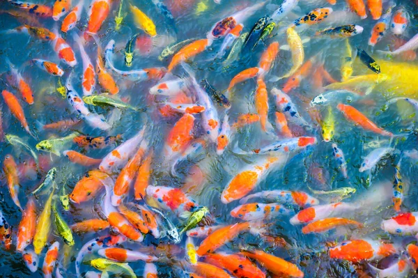 Many Colorful Koi Fish Swimming Pond Thailand — Stockfoto