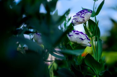 White and purple Lisianthus Flowers in The Garden with Copy Space, Chiang Mai Province.