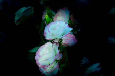 White and Light Pink Roses with Garden Background, Chiang Mai Province.
