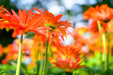 Orange gerbera flowers in the garden, Chiang Mai Province.