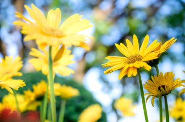 Yellow gerbera flowers in the garden, Chiang Mai Province.