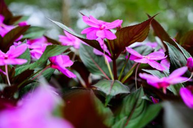 Pink flowers in the garden, Chiang Mai Province.