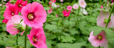 Panorama of pink Hollyhock flowers in the garden, Chiang Mai Province.