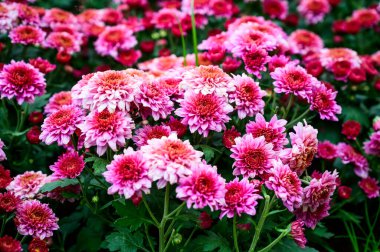 Pink Chrysanthemum flower in The Garden, Chiang Mai Province.