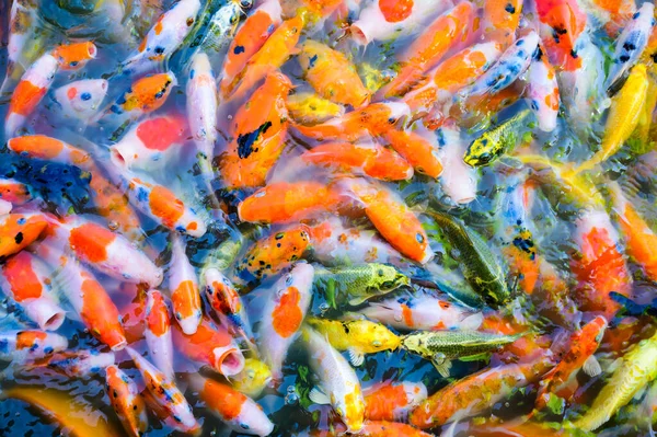 Many Colorful Koi Fish Swimming Pond Thailand — Fotografia de Stock