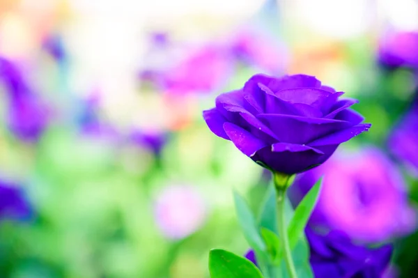 Purple Lisianthus Flowers Garden Copy Space Thailand — Zdjęcie stockowe