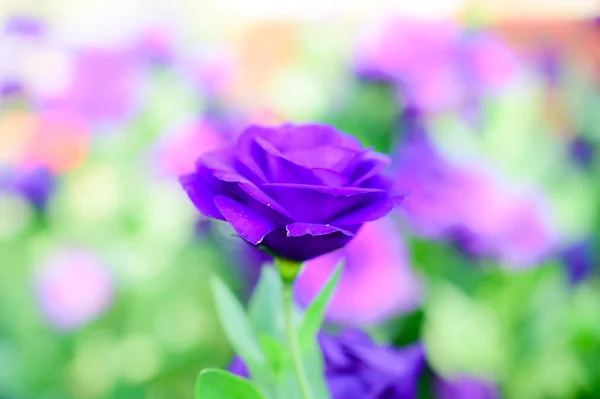 Purple Lisianthus Flowers Garden Chiang Mai Flower Festival Thailand — Zdjęcie stockowe