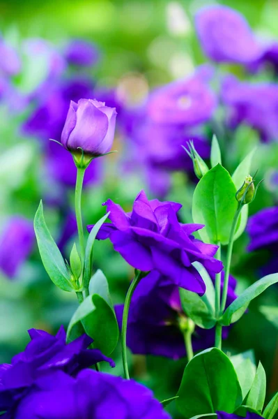 タイのチェンマイフラワーフェスティバルの庭で紫色のリシャントスの花 — ストック写真
