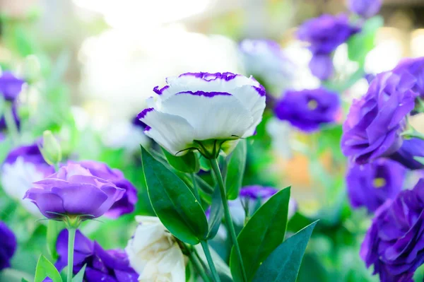 White Blue Roses Garden Chiang Mai Flower Festival Thailand — Zdjęcie stockowe