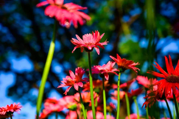 Red Gerbera Flower Garden Chiang Mai Province — Foto de Stock