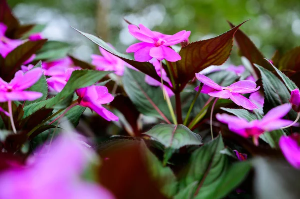 Ροζ Λουλούδια Στον Κήπο Επαρχία Τσιάνγκ Μάι — Φωτογραφία Αρχείου