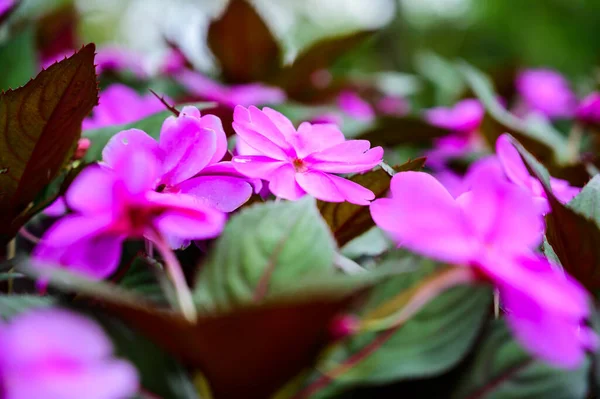 Ροζ Λουλούδια Στον Κήπο Επαρχία Τσιάνγκ Μάι — Φωτογραφία Αρχείου