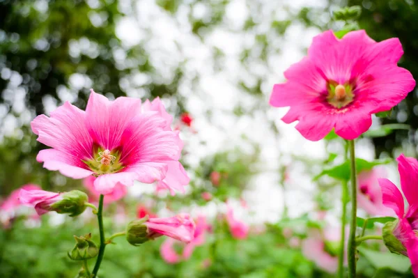 Pink Hollyhock Flowers Garden Chiang Mai Province — Stok fotoğraf