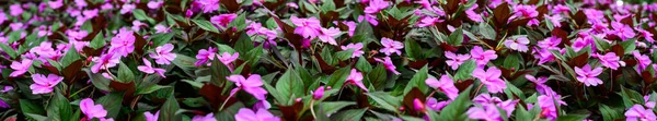 Panorama of pink flowers in the garden, Chiang Mai Province.