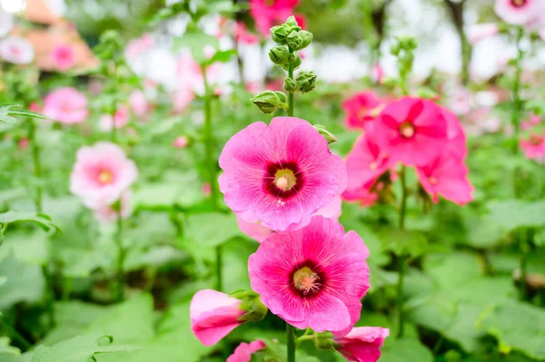 Pink Hollyhock Flowers Garden Chiang Mai Province — Zdjęcie stockowe