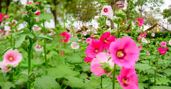 Panorama of pink Hollyhock flowers in the garden, Chiang Mai Province.