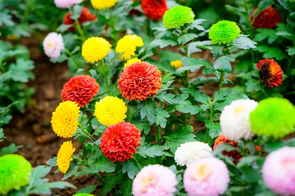 Pompon Dahlias Flowers Garden Chiang Mai Province — Zdjęcie stockowe