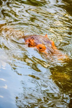 Sudaki su aygırı, Tayland.