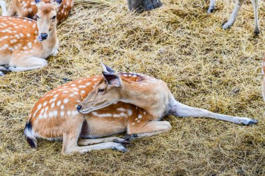 Benekli geyik portresi, Tayland.