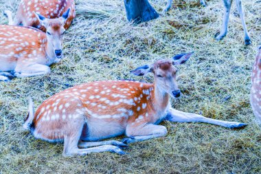 Benekli geyik portresi, Tayland.