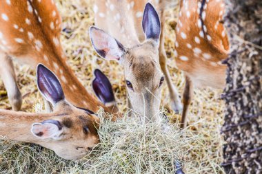 Benekli geyiğin yüzü, Tayland.