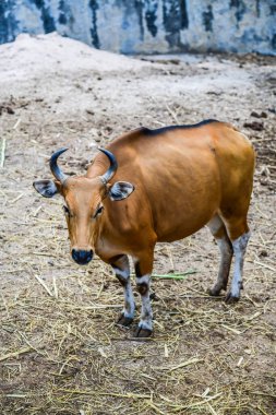 Banteng, Tayland Portresi.