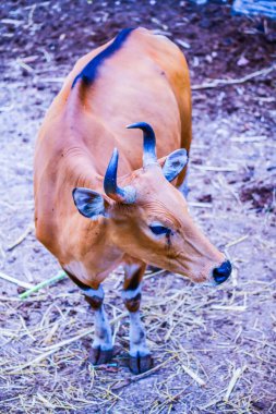 Banteng, Tayland Portresi.