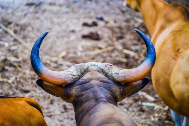 Banteng 'in başı, Tayland.
