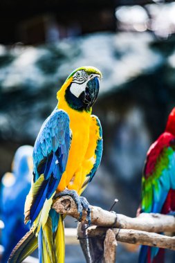 Tayland 'da Macaw kuşu.