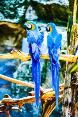 Tayland 'da Macaw kuşu.