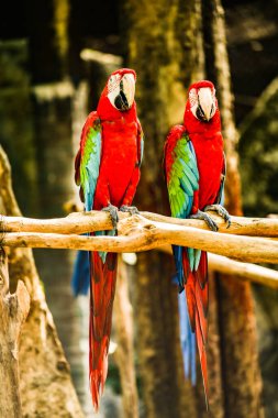 Tayland 'da Macaw kuşu.