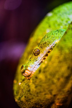 Green tree python on tree, Thailand.