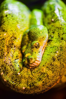 Green tree python on tree, Thailand.