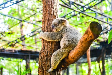 Koala ağaçta, Tayland.