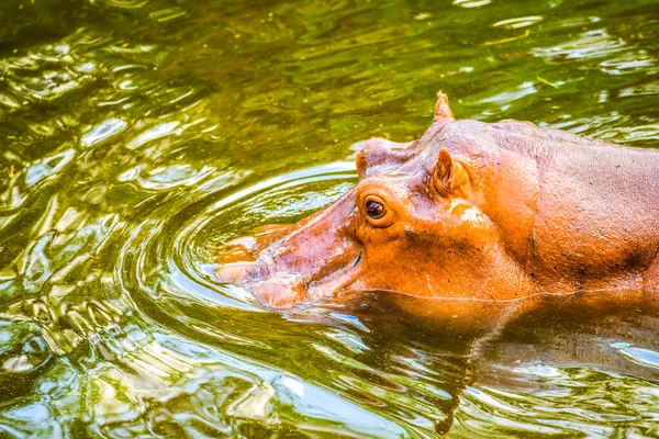Hippopotamus Water Thailand — стокове фото