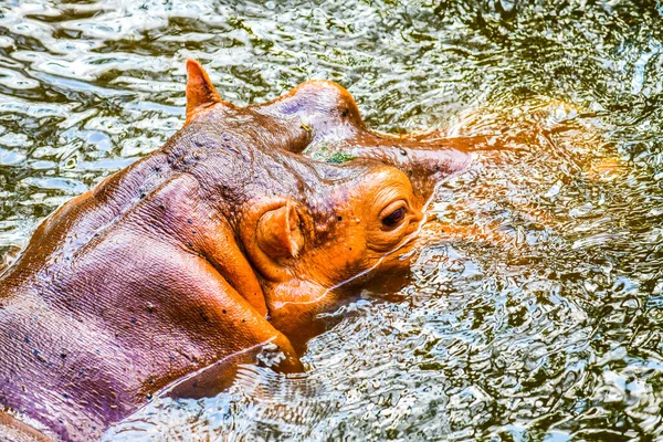 Hippopotamus Vízben Thaiföld — Stock Fotó
