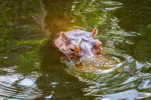 Hipopotam Wodzie Tajlandia — Zdjęcie stockowe