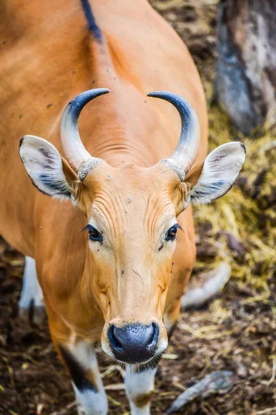 stock image Portrait of Banteng, Thailand.