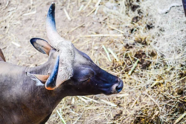 stock image Head of Banteng, Thailand.